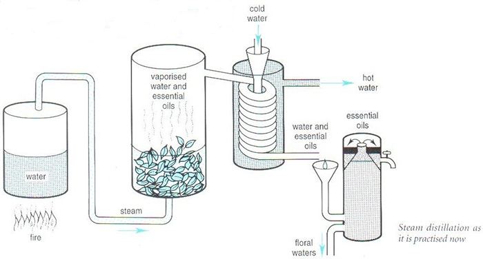 Steam distillation via ZEN TO FITNESS