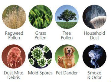 Allergens Little via Holmes