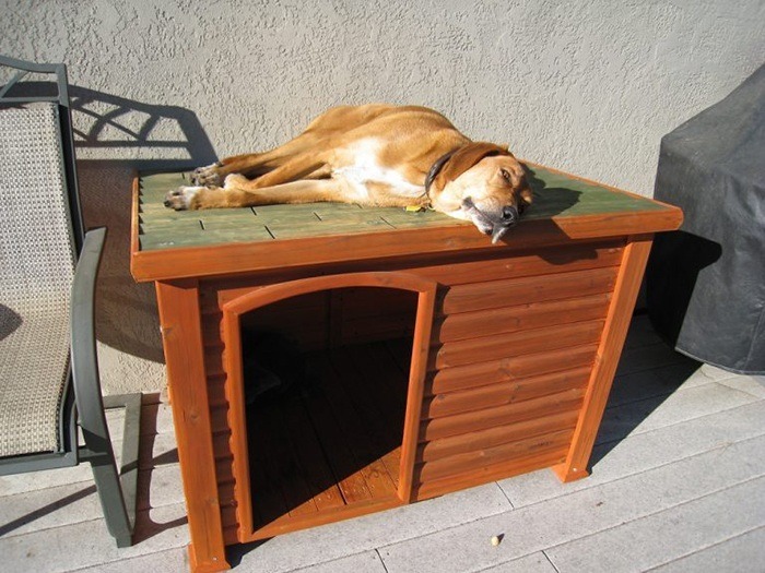 6 Best Dog Houses For Outdoors And Indoors via DOG CARE