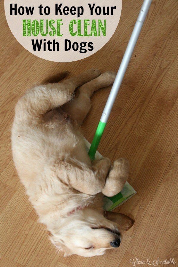 How To Keep House Clean With Cats : Check spelling or type a new query.